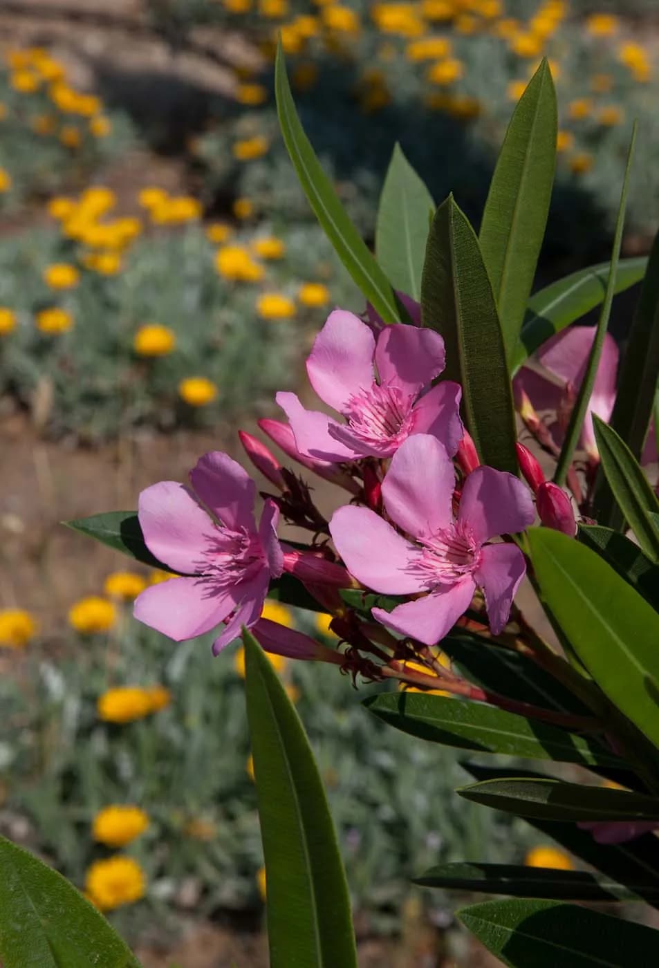 Villa Vithania lush garden