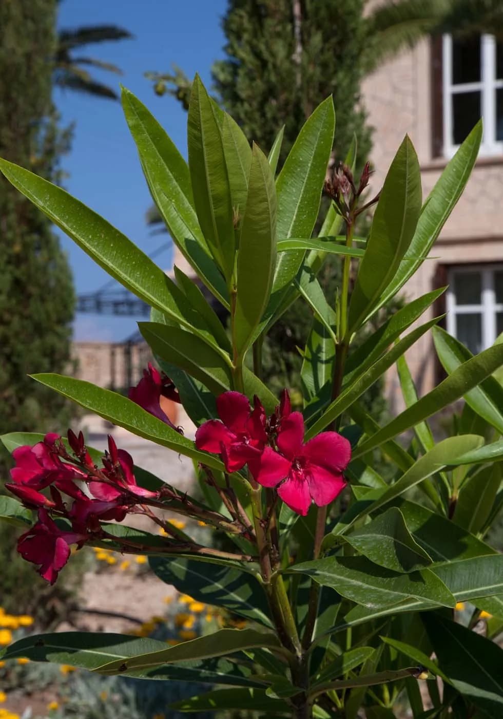 Villa Vithania garden