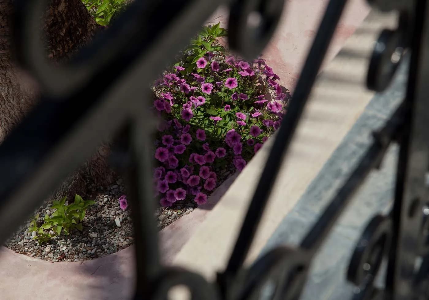Garden pathways and flowers